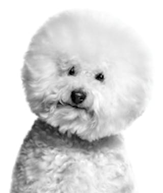 Bichon Frise Adult in black and white